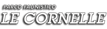 Strategia creativa e media planning multicanale